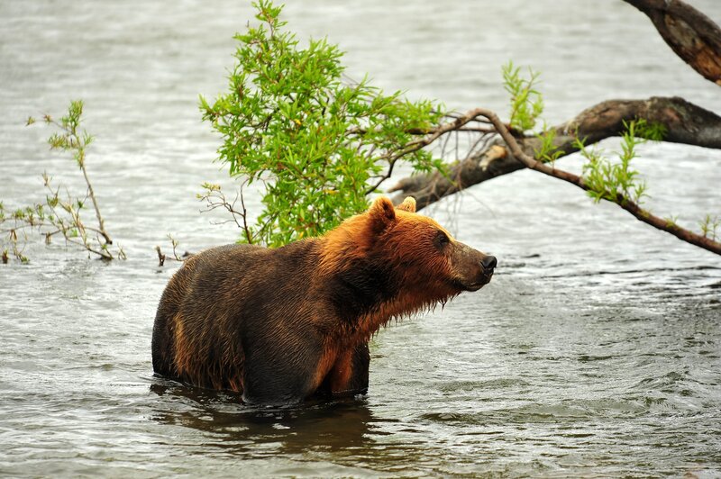 Brown Bear in Water — Natural, Photograph