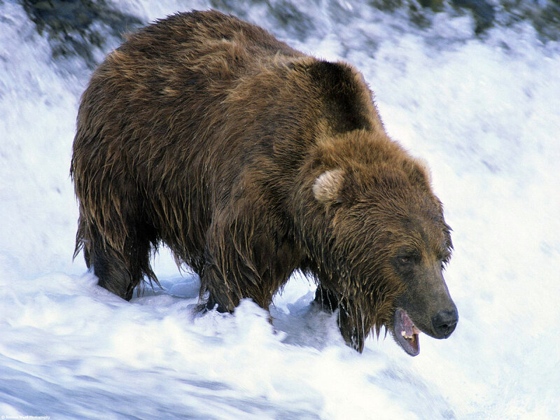 Brown Bear in Water — Natural