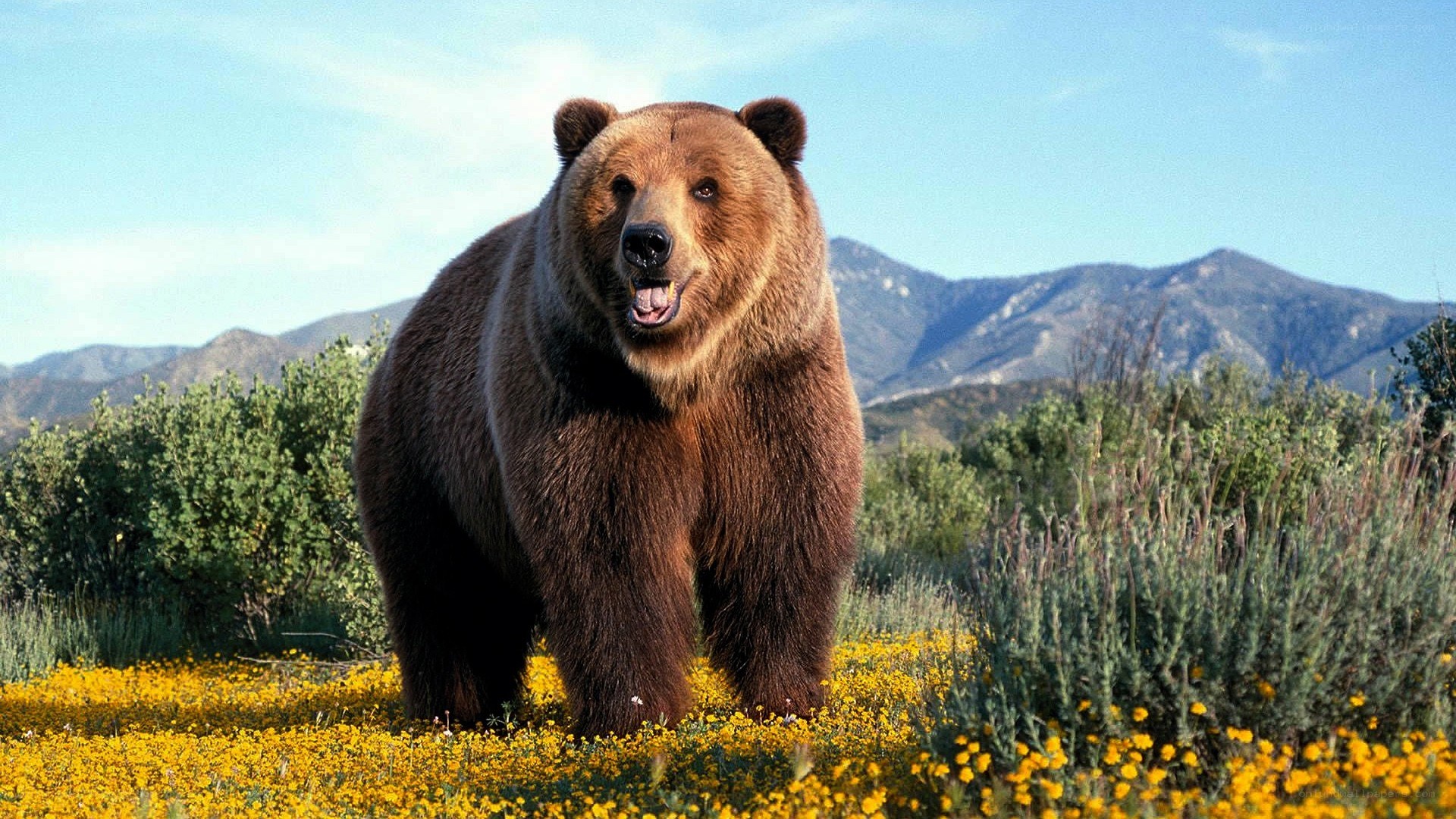 Brown bear in wildflower field