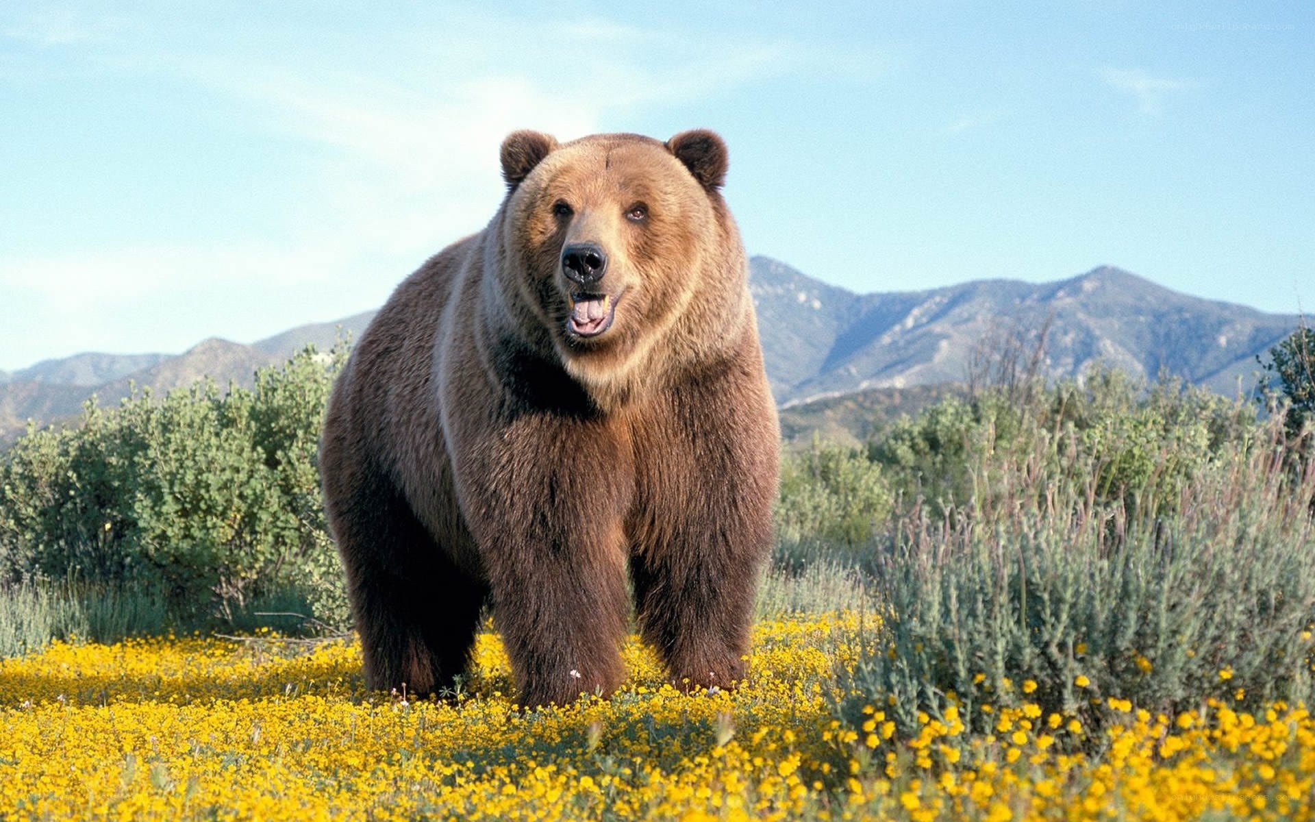 Brown bear in wildflower field