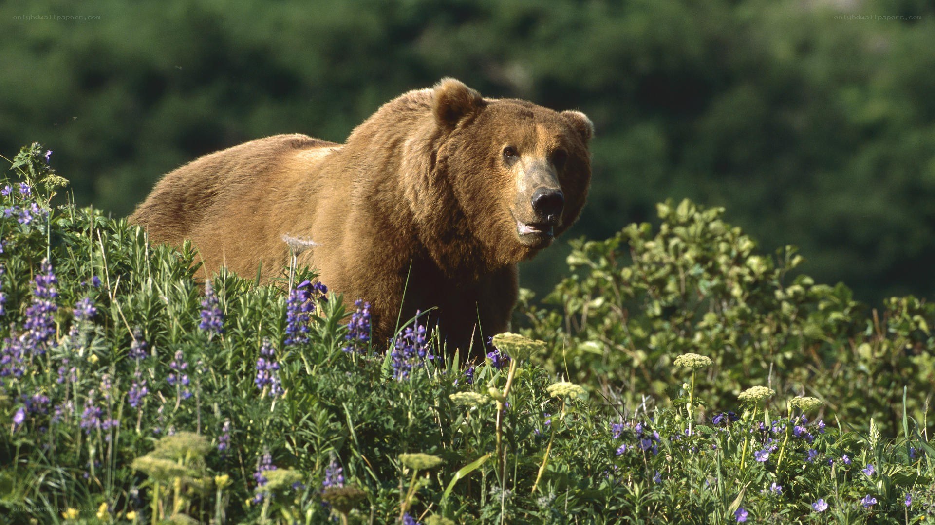Brown bear in wildflowers