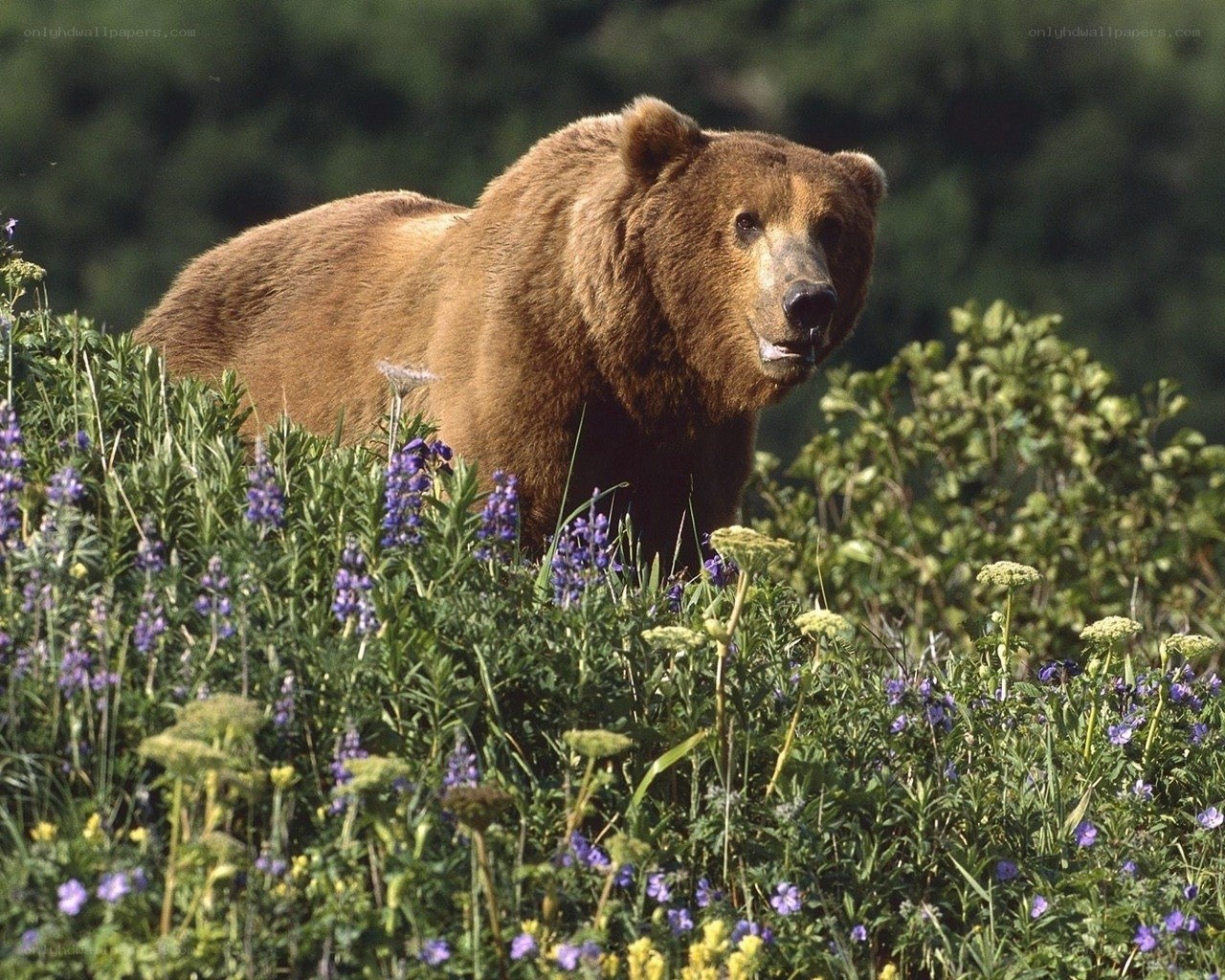 Brown bear in wildflowers