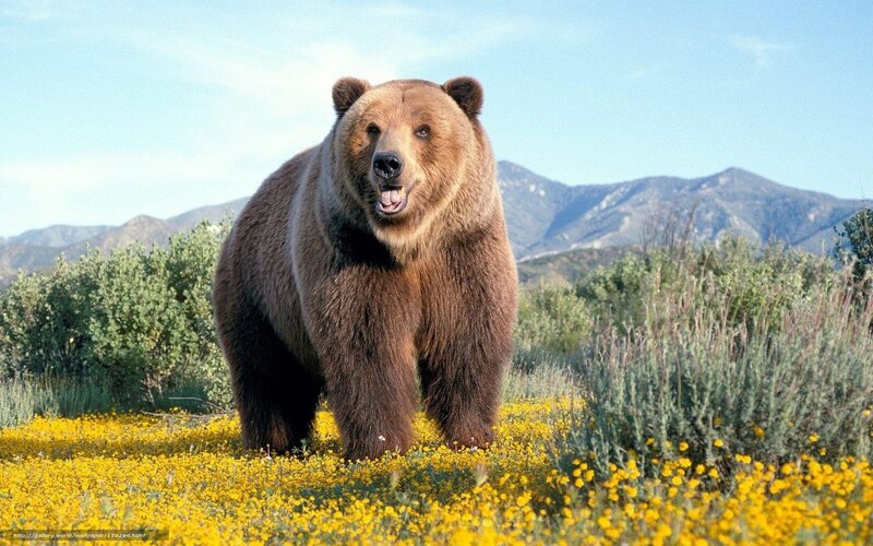 Brown bear in wildflowers