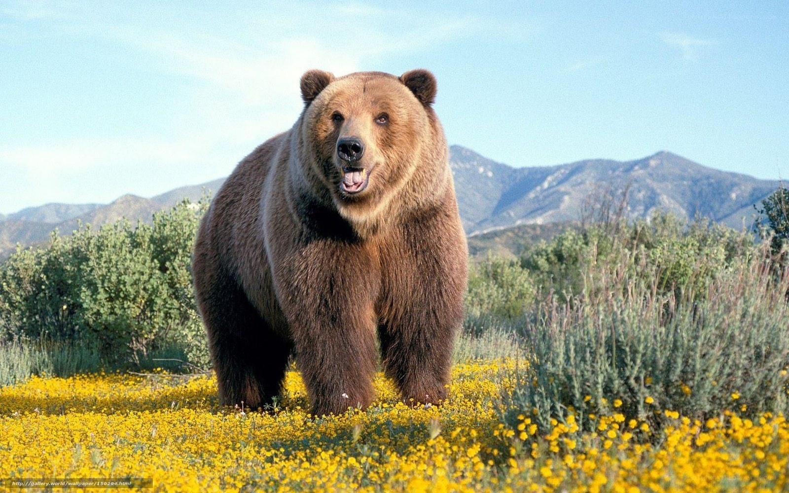 Brown bear in wildflowers