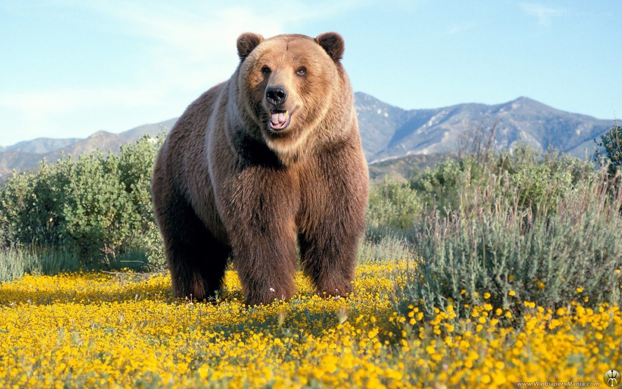 Brown bear in yellow flowers