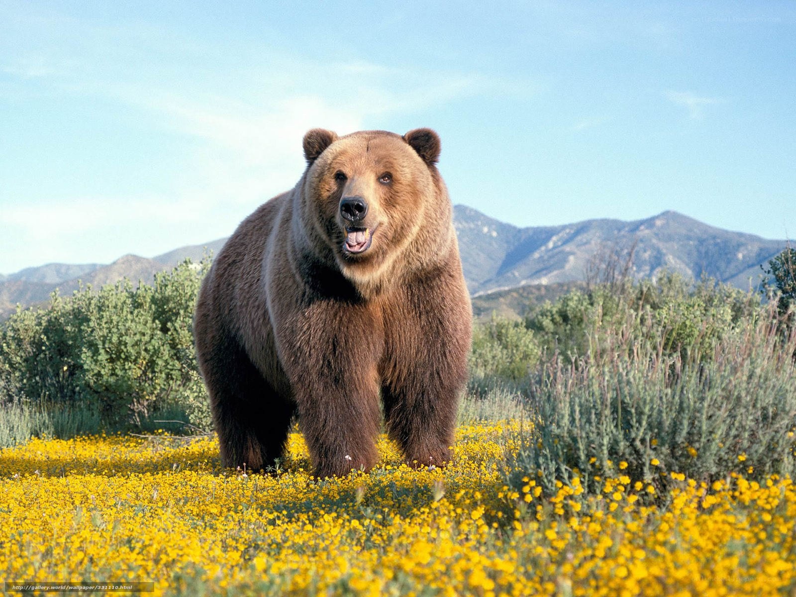 Brown bear in yellow flowers