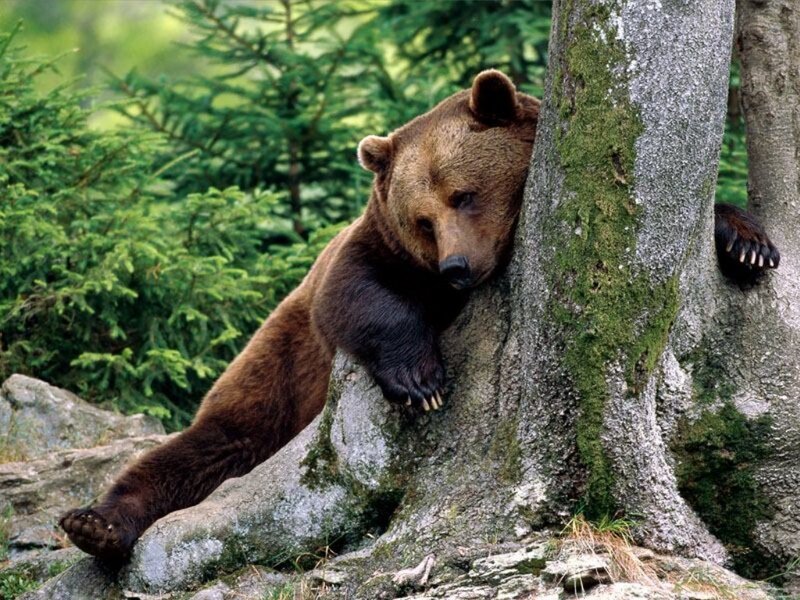 Brown Bear Leaning on Tree — Calm, Afternoon, Photograph, Forest, Rocks