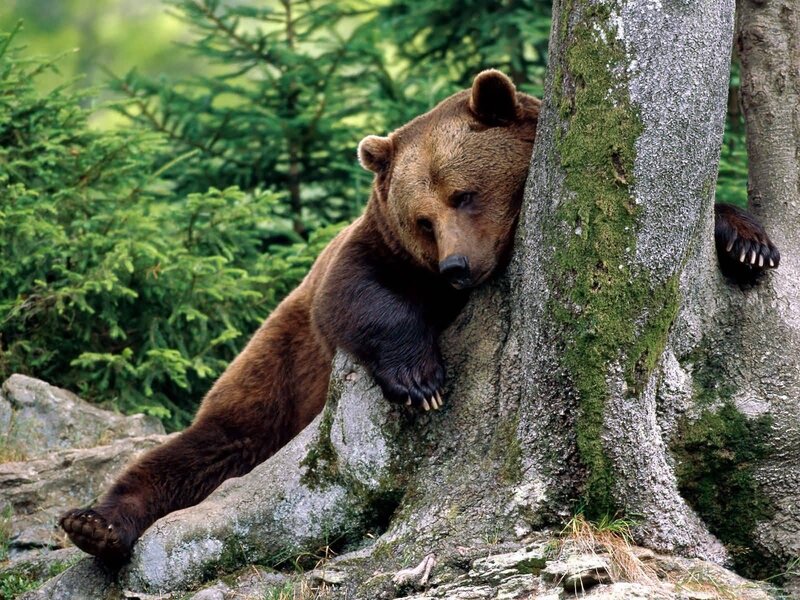 Brown Bear Leaning on Tree — Calm