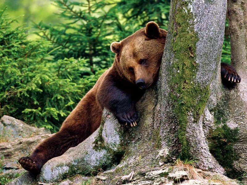 Brown Bear Leaning on Tree
