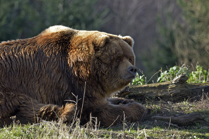 Brown Bear Lying Down — Calm, Afternoon