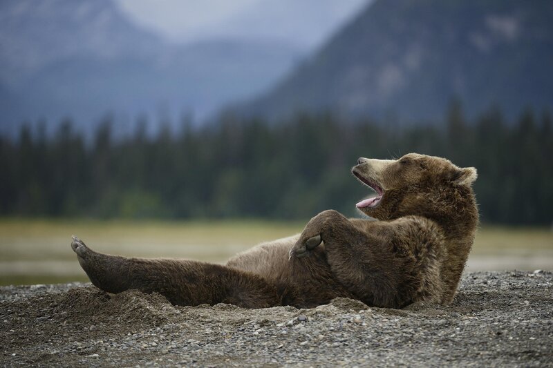 Brown Bear Lying Down — Calm, Photograph, Mountains