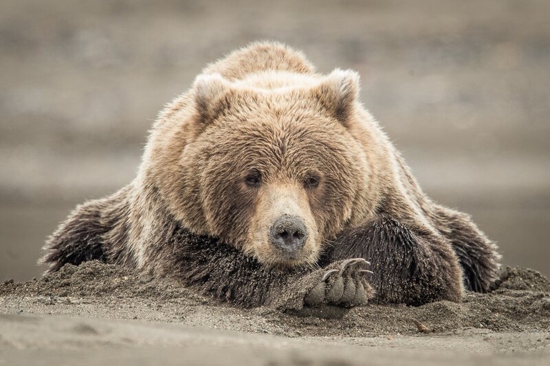 Brown Bear Lying Down — Calm, Photograph, Sand