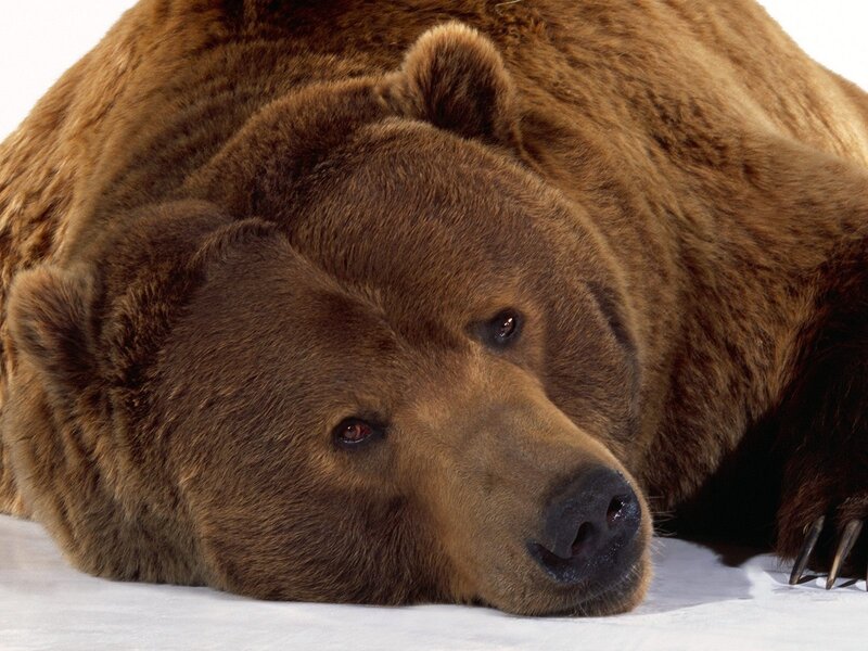 Brown Bear Lying Down — Calm, Photograph, Snow