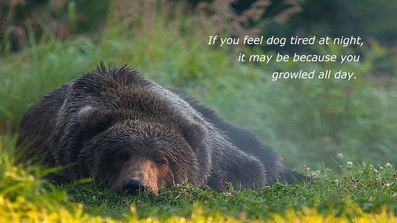 Brown Bear Lying Down — Green