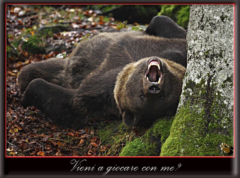 Brown Bear Lying Down