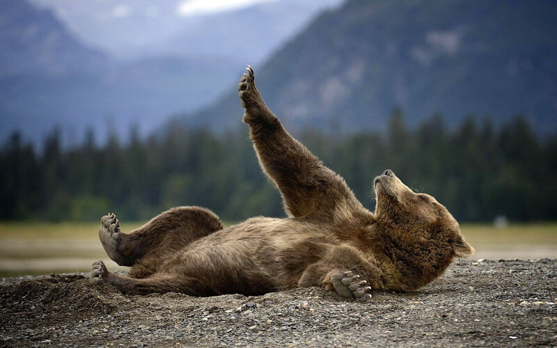Brown Bear Lying on Back
