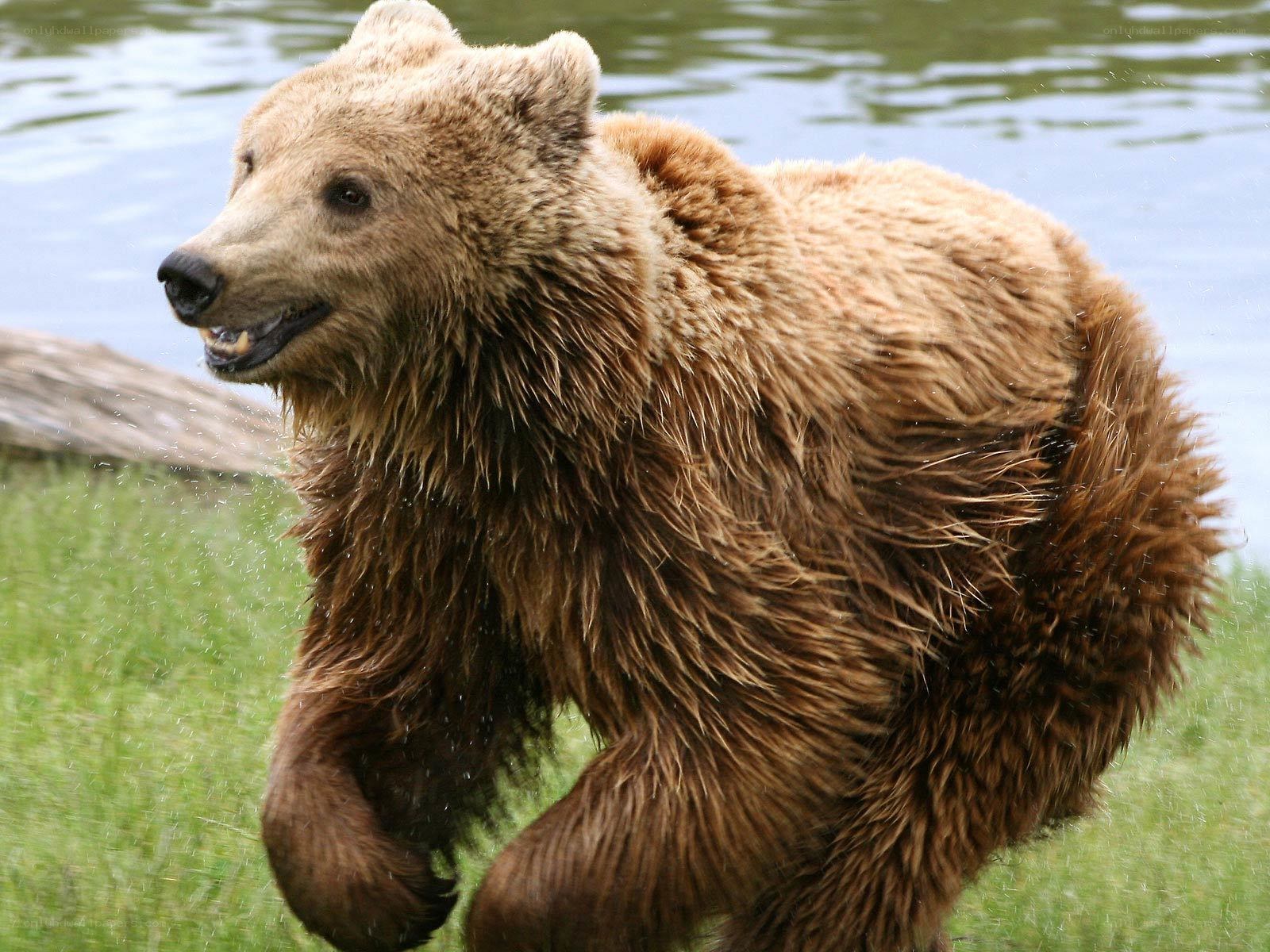 brown bear near water
