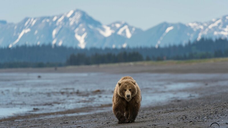 Brown bear on a beach