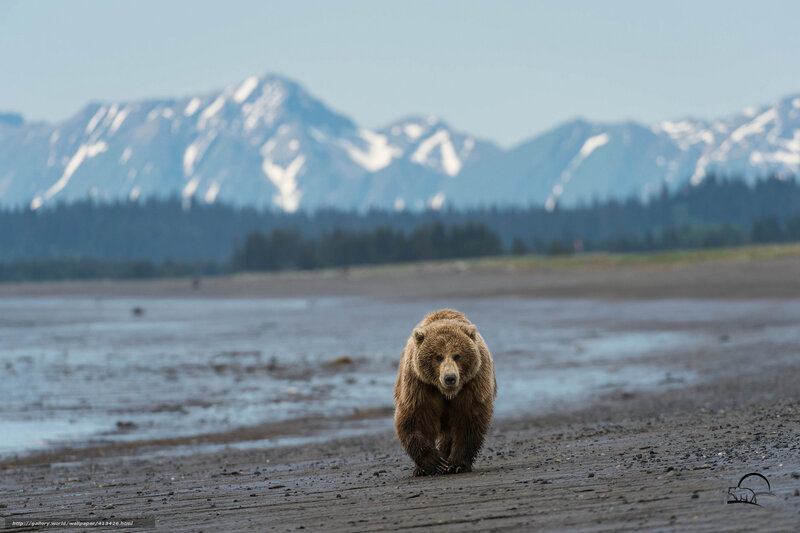 Brown bear on a beach