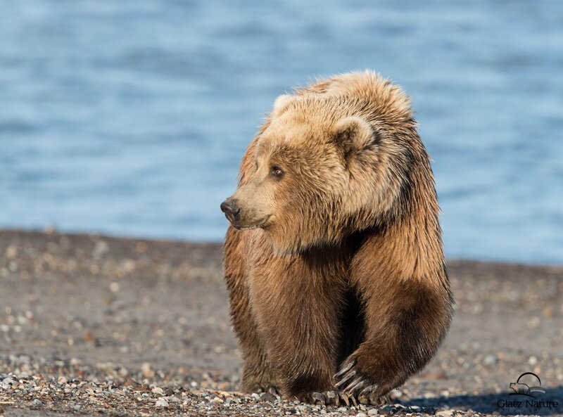 Brown bear on a pebble beach