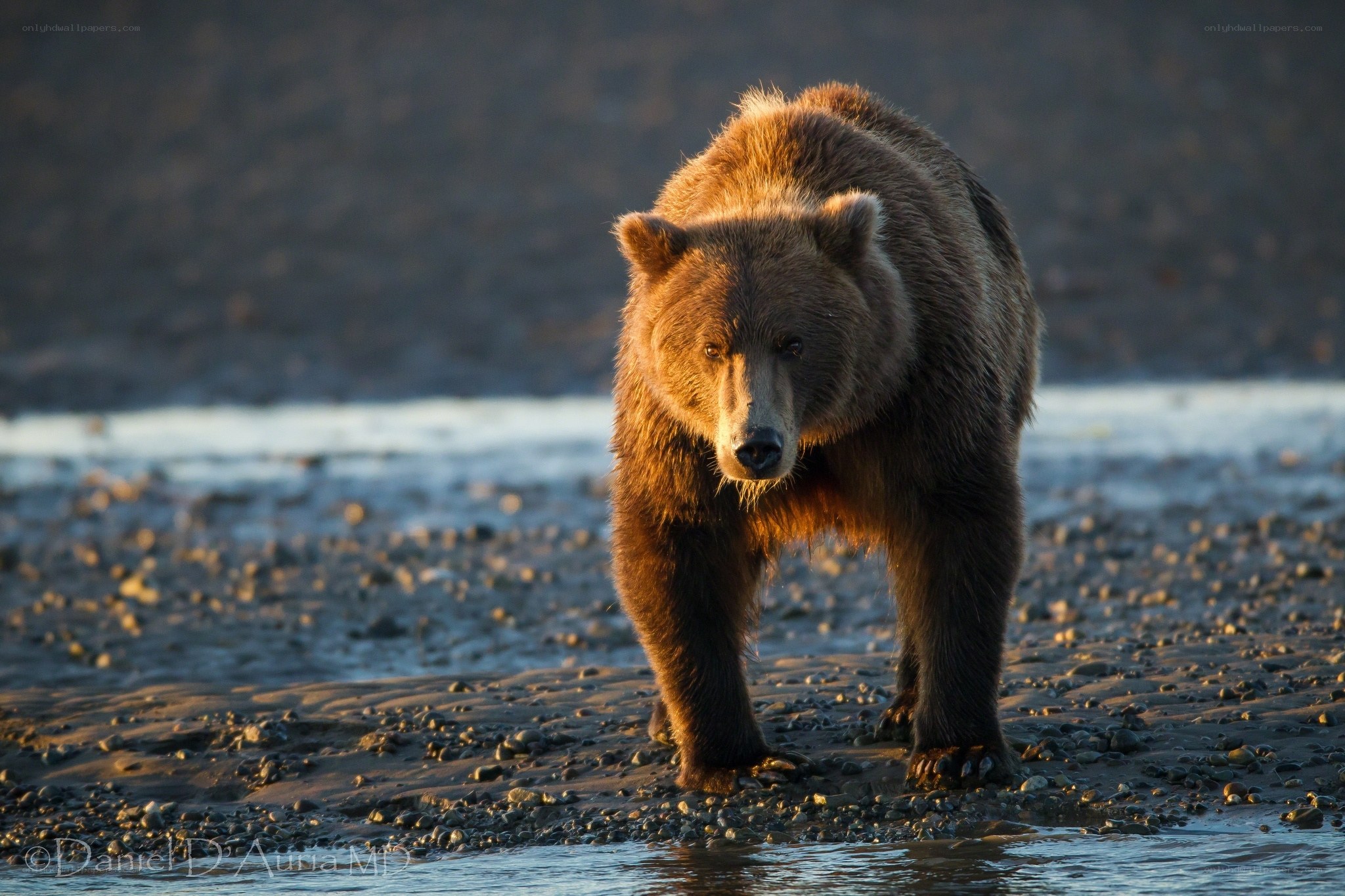 Brown bear on a riverbank