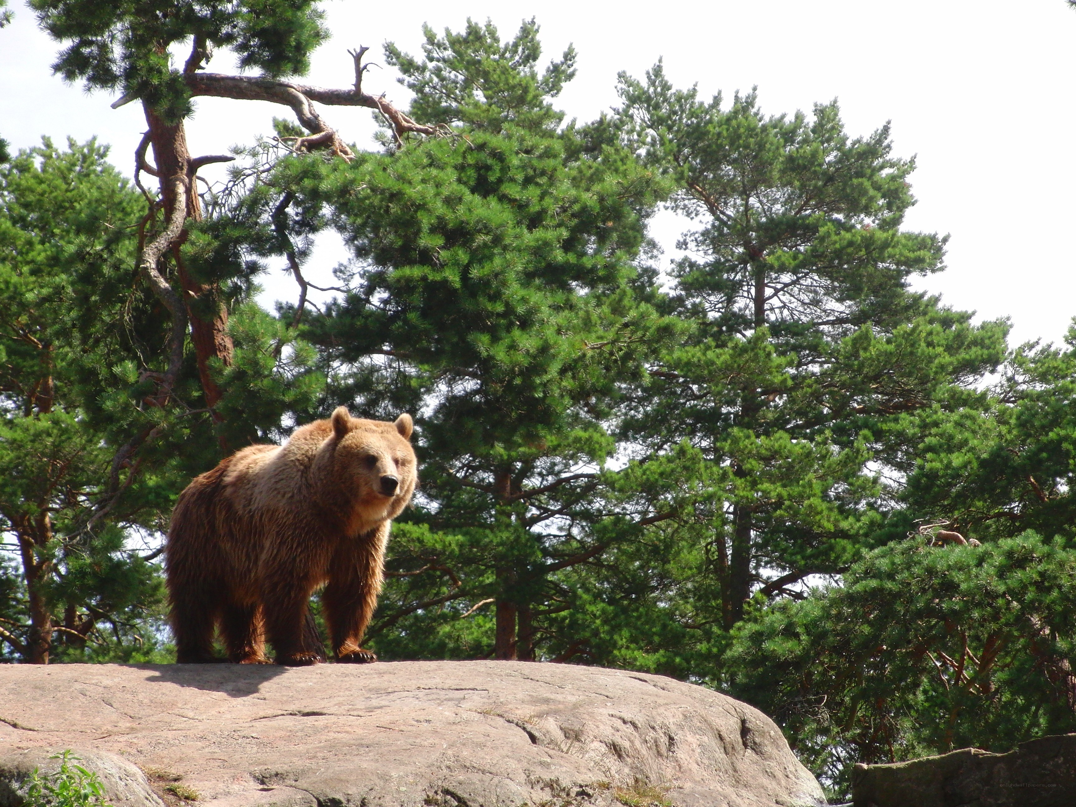 Brown bear on a rock