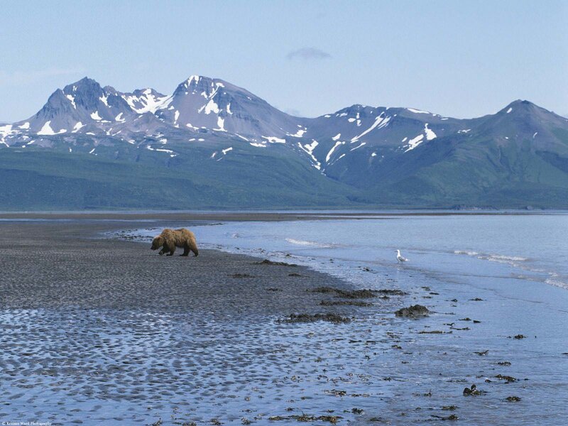 Brown Bear on Beach — Blue, Serene