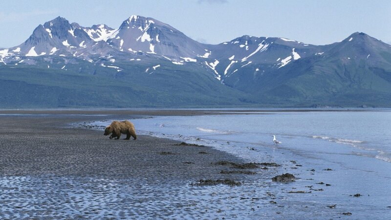Brown Bear on Beach — Blue