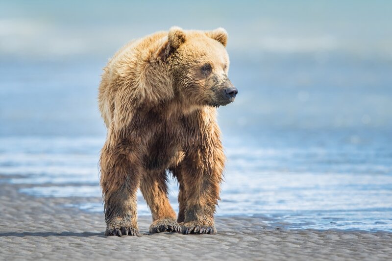 Brown Bear on Beach — Calm