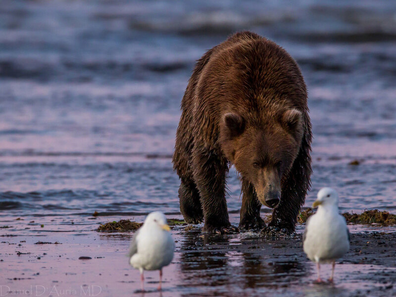 Brown Bear on Beach — Dramatic