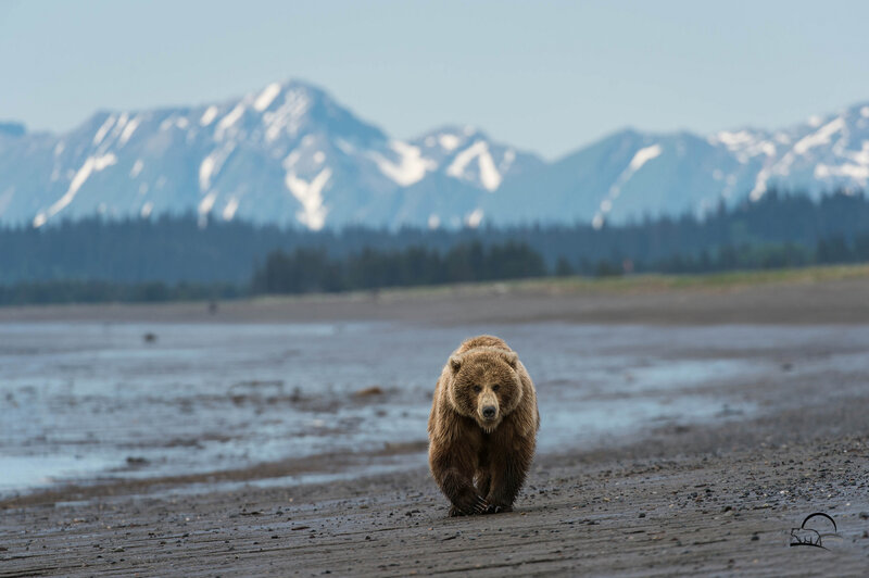 Brown Bear on Beach — Natural