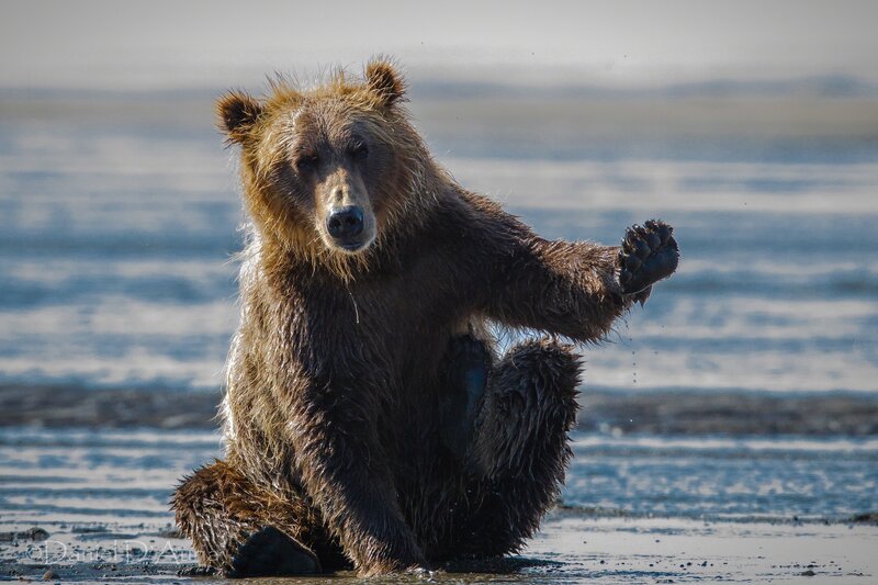 Brown bear on beach