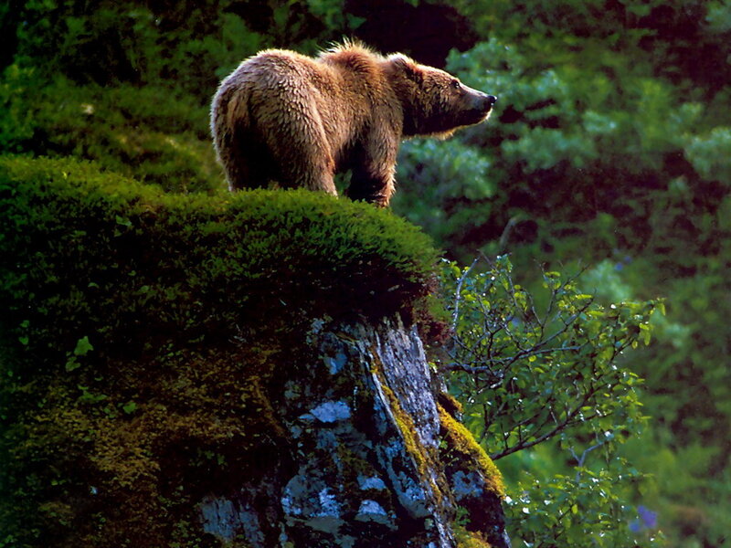 Brown Bear on Cliff