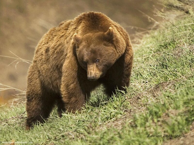 Brown Bear on Grassy Slope