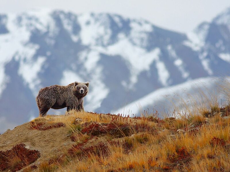 Brown Bear on Hill