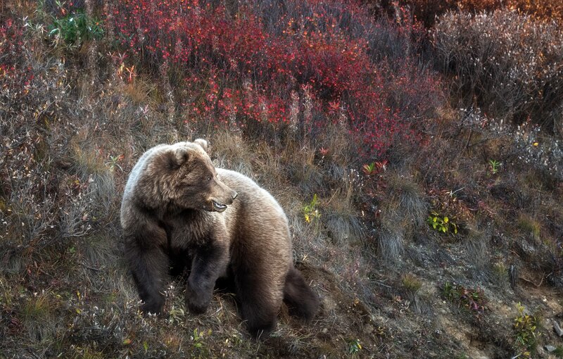 Brown Bear on Hillside