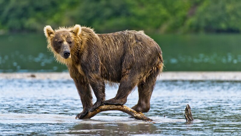 Brown Bear on Log — Natural
