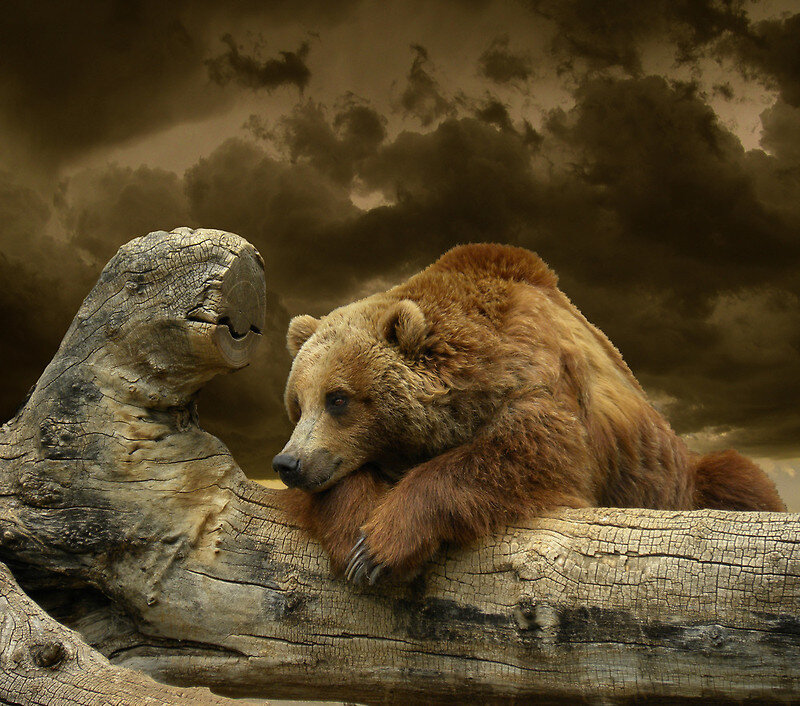 Brown Bear on Log