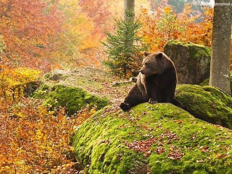 Brown Bear on Mossy Rock