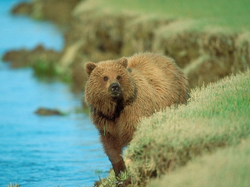 Brown Bear on Riverbank — Natural