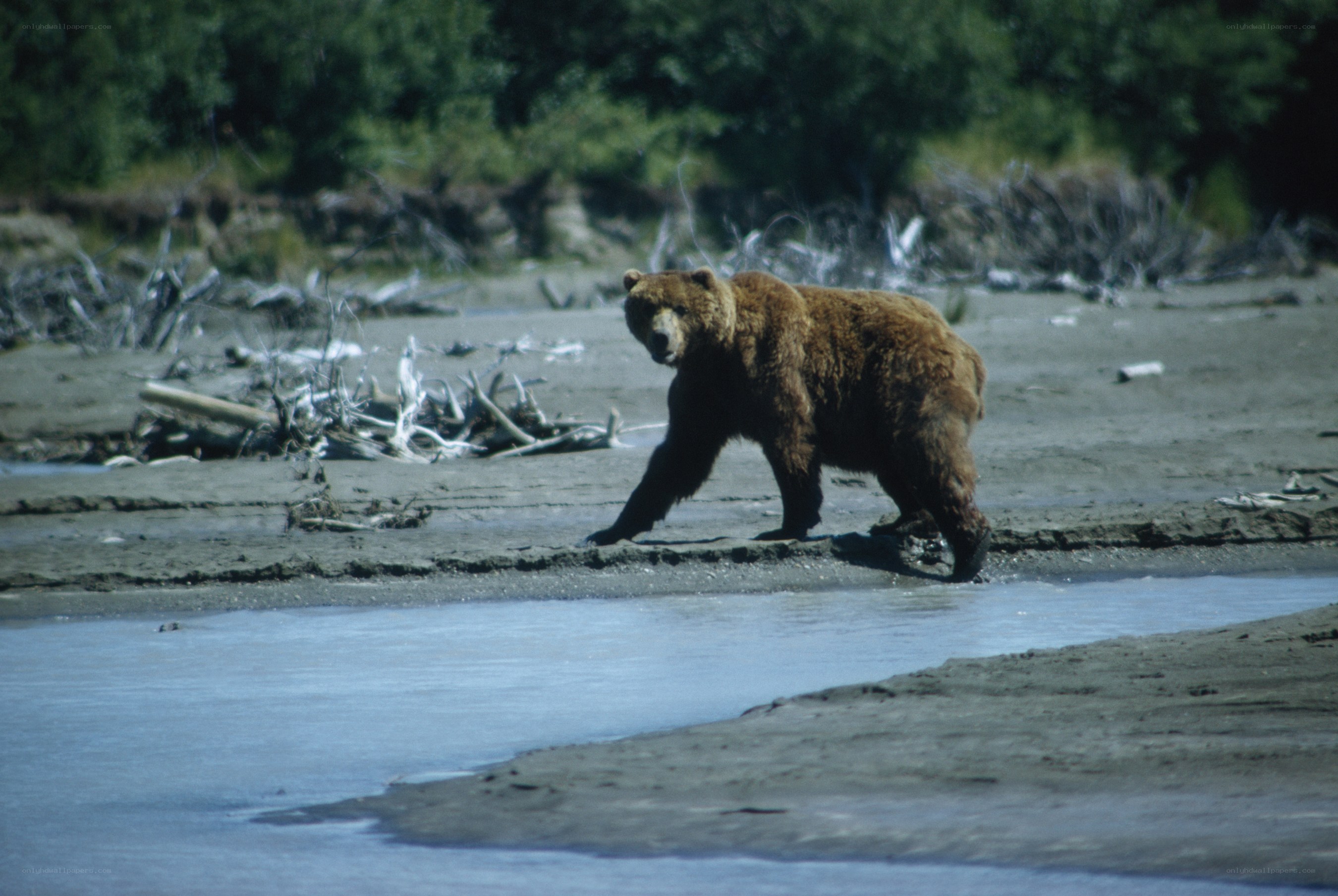 Brown bear on riverbank