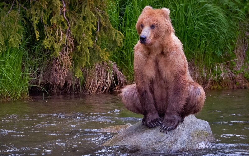 Brown Bear on Rock — Calm, Afternoon