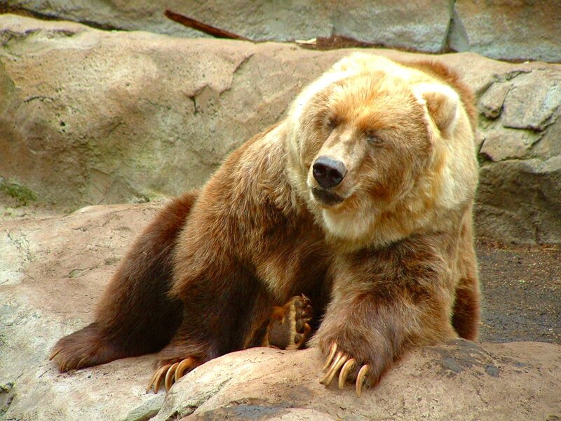 Brown Bear on Rock — Calm, Photograph