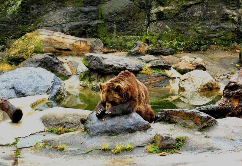 Brown Bear on Rock — Calm, Photograph, Water
