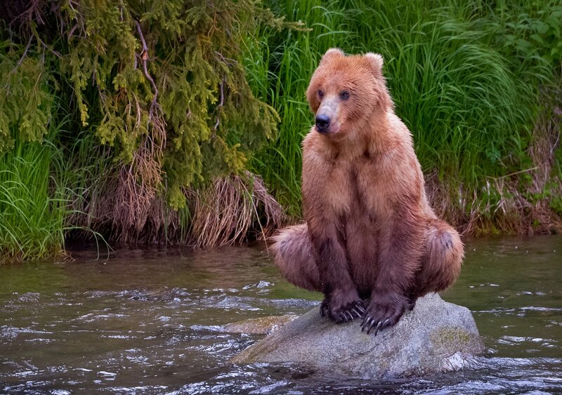 Brown Bear on Rock — Calm