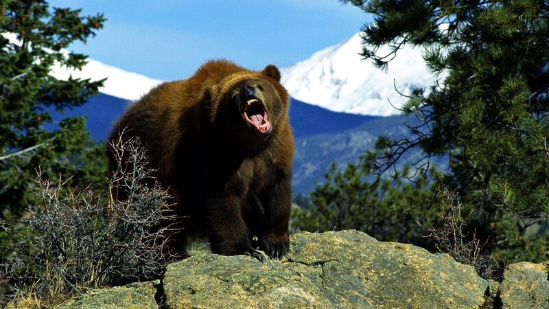 Brown Bear on Rock — Dramatic, Afternoon, Photograph, Mountain, Tree
