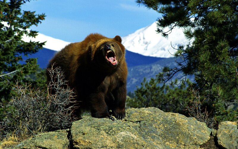 Brown Bear on Rock — Dramatic, Afternoon, Photograph