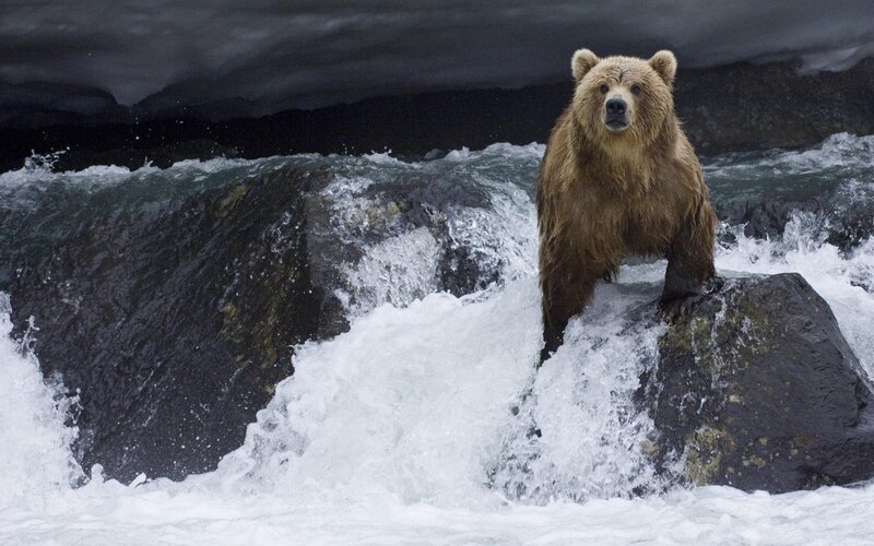 Brown Bear on Rock — Dramatic, Photograph, River, Rocks