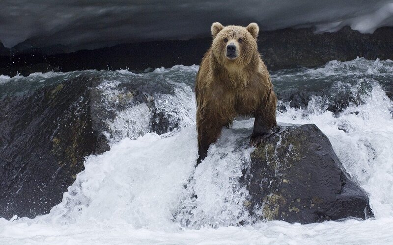 Brown Bear on Rock — Dramatic, Photograph, River