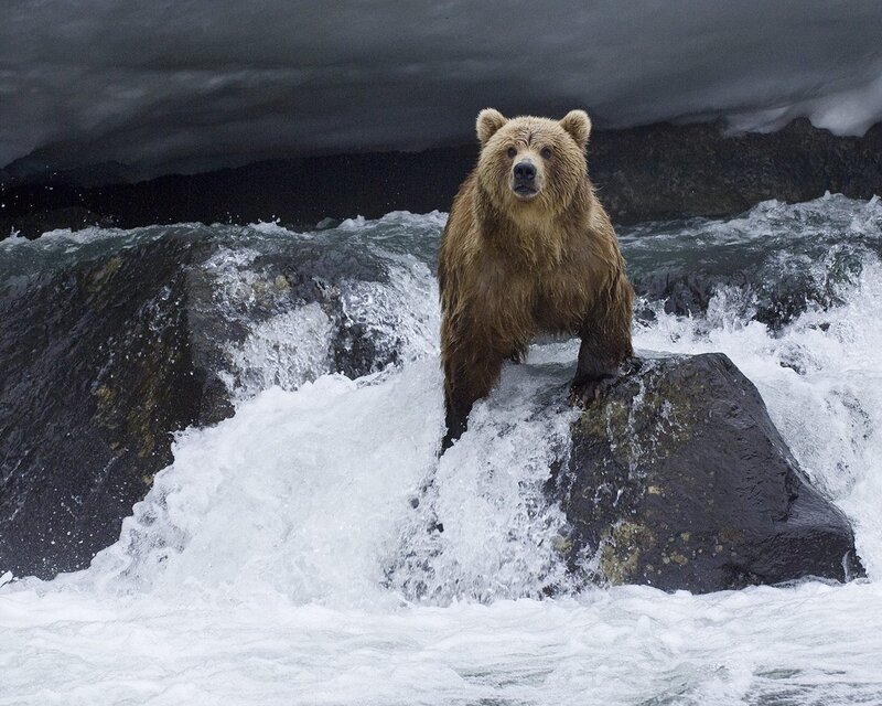 Brown Bear on Rock — Dramatic, Photograph